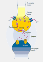 Description: synapse_toolbox-fig1